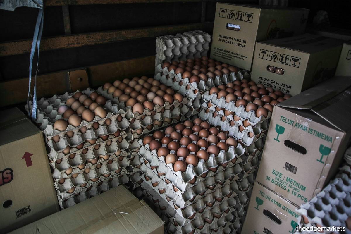 The Cabinet has agreed to fix the retail ceiling prices of grade A chicken eggs at 45 sen each, grade B eggs at 43 sen each, and grade C eggs at 41 sen each in Peninsular Malaysia, effective July 1. (Photo by Zahid Izzani Mohd Said/The Edge)